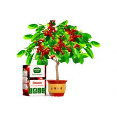 Гибридные мини-деревья  - Fruit Tree за 168р.