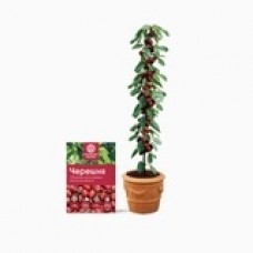 Minitrees - фруктовые мини-деревья | низкая цена