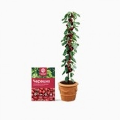 Minitrees - фруктовые мини-деревья | низкая цена